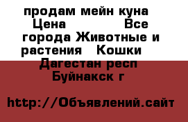 продам мейн куна › Цена ­ 15 000 - Все города Животные и растения » Кошки   . Дагестан респ.,Буйнакск г.